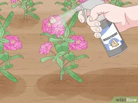 Image titled Grow Stock Flowers Step 14