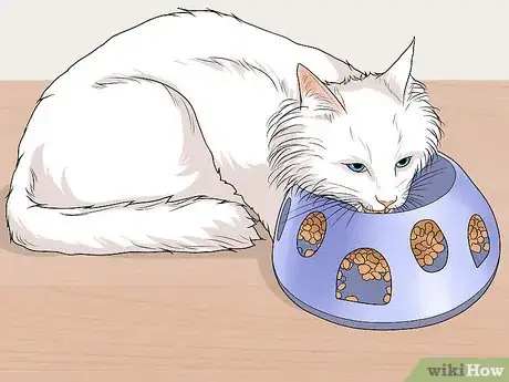 Image titled Raise Angora Cats Step 7