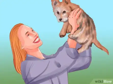 Image titled Choose a Lowchen Puppy Step 11