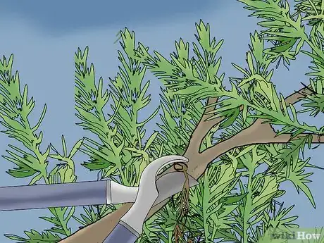 Image titled Prune a Juniper Tree Step 6
