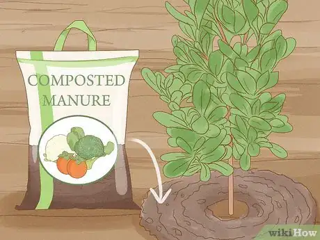 Image titled Grow Garcinia Cambogia Fruit Step 11