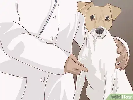 Image titled Check for Signs of Dental Disease in Dogs Step 9