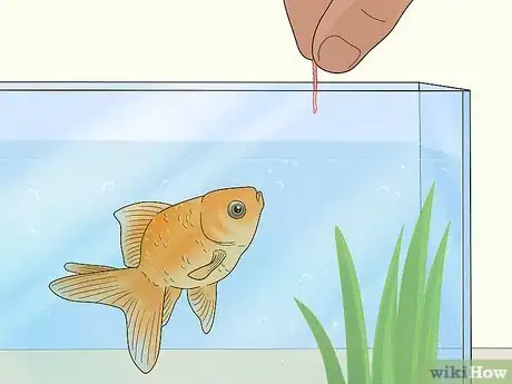 Image titled Grow Blood Worms Step 11