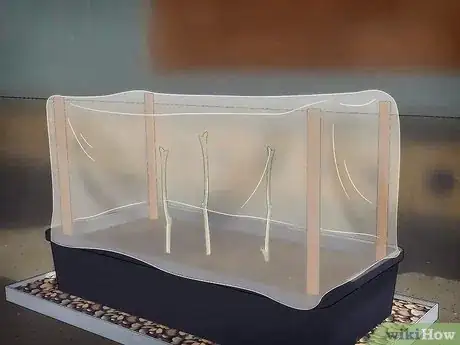 Image titled Grow Snowball Trees Step 13