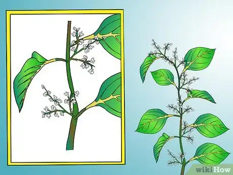 Image titled Identify Knotweed Step 12