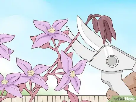 Image titled Grow Boronia Step 15