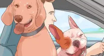 Have a Happy Weimaraner