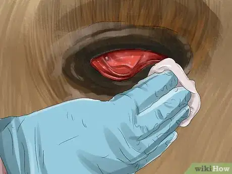 Image titled Prevent Botulism in Horses Step 7