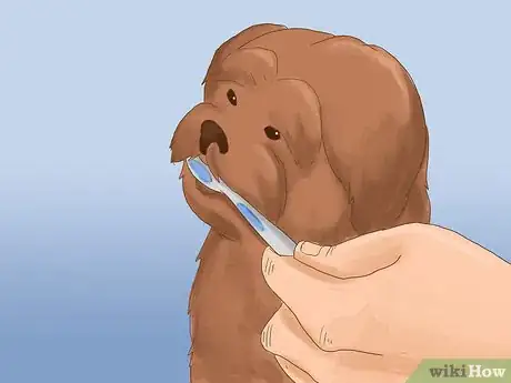 Image titled Take Care of a Shih Tzu Step 11