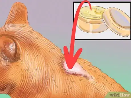 Image titled Diagnose Seasonal Allergies in Cats Step 15