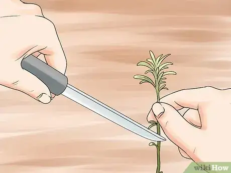 Image titled Divide a Lavender Plant Step 9