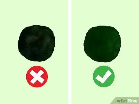 Image titled Clean an Aquatic Moss Ball Step 9