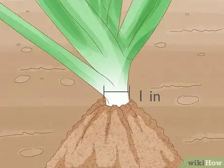 Image titled Grow Leeks Step 9