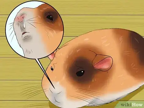 Image titled Know if a Pet Guinea Pig Is Ill Step 10