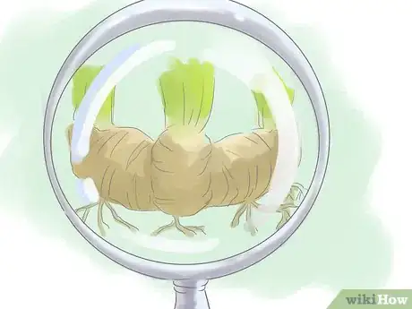 Image titled Divide Dwarf Iris Step 5