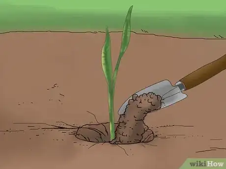 Image titled Grow Snake Grass Step 3