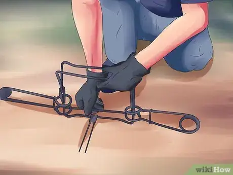 Image titled Catch Beavers Step 8