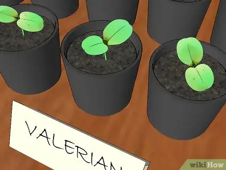Image titled Grow Valerian Step 1