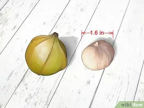 Image titled Identify Hickory Nuts Step 9