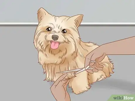 Image titled Groom a Yorkie Pomeranian Mix Step 5