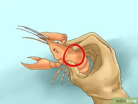 Image titled Catch a Crayfish Step 10
