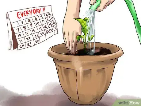 Image titled Grow Eggplants in Pots Step 24