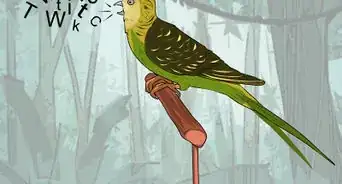 Understand Your Bird's Body Language