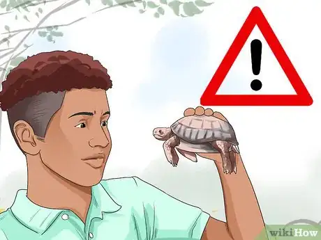 Image titled Buy a Turtle Step 18