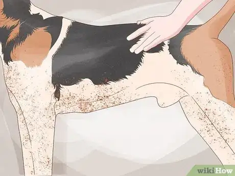 Image titled Identify an American English Coonhound Step 9