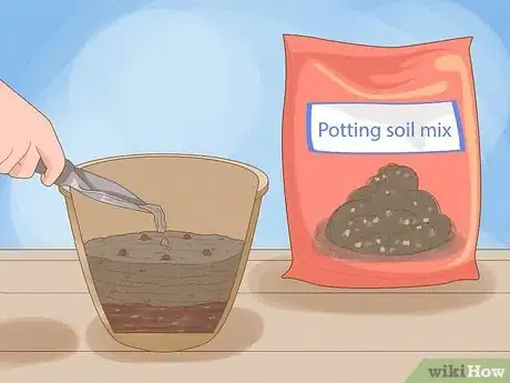 Image titled Force Daffodils Indoors Step 6