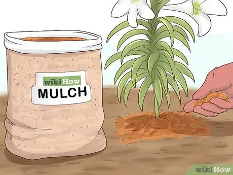 Image titled Plant Easter Lilies Step 12