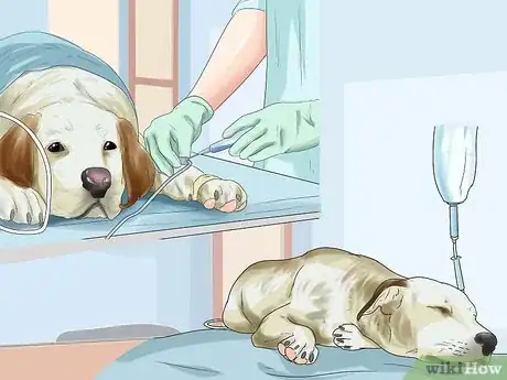 Image titled Detect Skin Cancer in Dogs Step 7