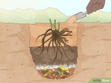 Image titled Grow and Care for Peonies Step 10