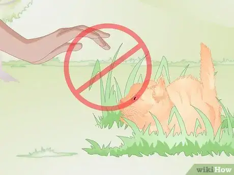 Image titled Approach a Sick or Injured Dog or Cat Step 6