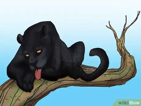 Image titled Identify Feline Species by Fur Step 13