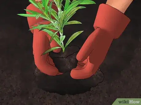Image titled Grow Oleander Step 7