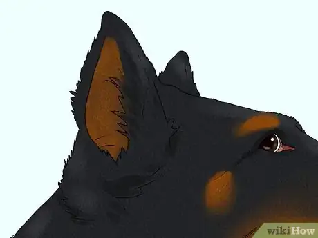 Image titled Identify a Beauceron Step 3