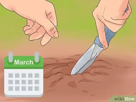 Image titled Grow Evening Primrose Step 5