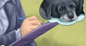 Prepare for Your Dog's Annual Vet Exam