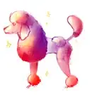 Draw a Poodle