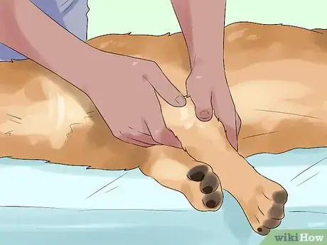 Image titled Manage Arthritis in Senior Dogs Step 8
