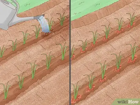 Image titled Grow Leeks Step 5