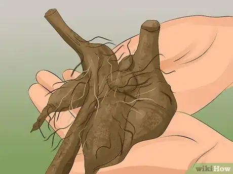 Image titled Grow Dahlias Step 16