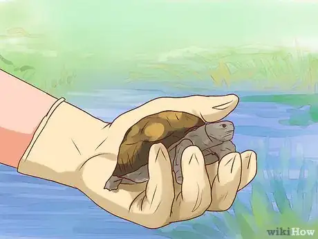 Image titled Catch Water Turtles Step 11