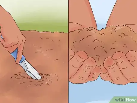 Image titled Grow Evening Primrose Step 3