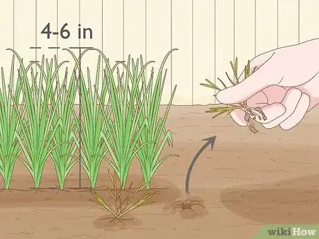Image titled Grow Sweetgrass Step 18