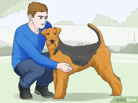 Image titled Identify an Airedale Terrier Step 9
