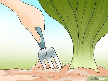Image titled Plant Allium Bulbs Step 20