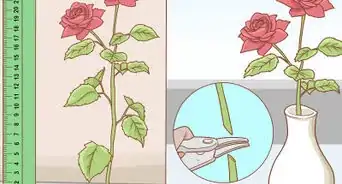 Grow Long Stem Roses at Home