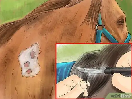 Image titled Treat External Horse Parasites Step 11